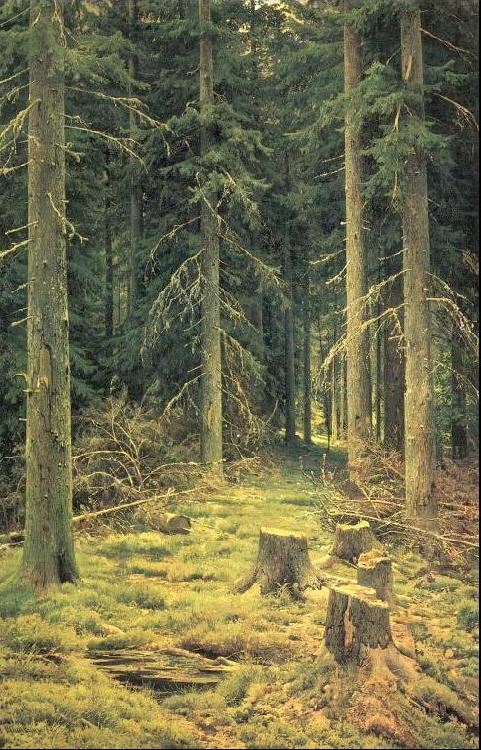 Ivan Shishkin Coniferous Forest china oil painting image